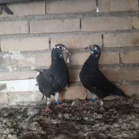 کبوتر زاغ و جوجه هاش|پرنده|دزفول, |دیوار