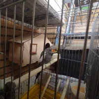 یک جفت عروس هلندی|پرنده|قم, پردیسان|دیوار