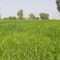 اجاره زمین کشاورزی|اجارهٔ دفتر صنعتی، کشاورزی، تجاری|چاه مرید, |دیوار