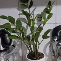 گل زامفولیا|گل و گیاه طبیعی|بیرجند, |دیوار