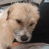 واگذاری سگ خونگی