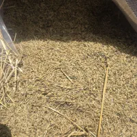 جو گندم شش پر