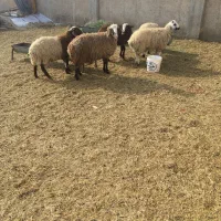 بره نر|حیوانات مزرعه|معصومیه, |دیوار