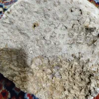 فسیل|کلکسیون اشیاء عتیقه|کرمانشاه, |دیوار