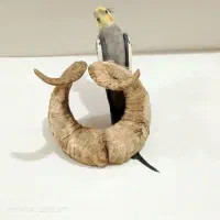 طوطی‌عروس‌نروماده باهم.سرحال‌جدا هم کسی خواست میدم|پرنده|فومن, |دیوار