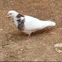 کبوتر خوشرنگ بدرنگ نر مست