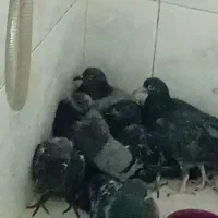 کبوتر ساده 11 عدد