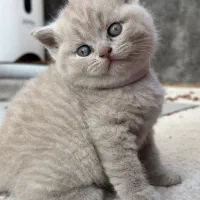 بچه گربه های بریتیش لیلاک|گربه|شیراز, شهرک سراج|دیوار