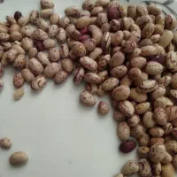 لوبیا چیتی|عمده‌فروشی|قره چای, |دیوار