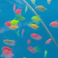 ماهی گوپی کالر فایتر ار.سا.ل را..گان