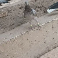 هفرنگ خرمایی|پرنده|اقبالیه, |دیوار