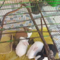 سلام خرگوش سالم