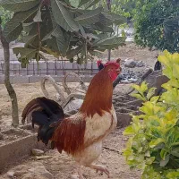 خروس گلین و خروس محلی