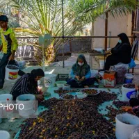نیروی خانم برای فصل خرما