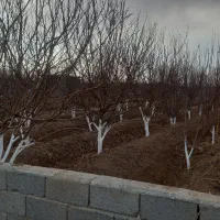 700-متر-باغ-4-ساله-با-دیوارکشی