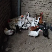 غاز و اردک محلی