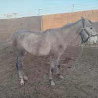 کره اسب ماده