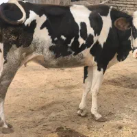 گاو خارجی با گوساله