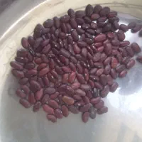 لوبیا قرمز تازهلوو