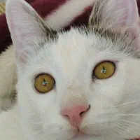 گمشده محدوده بعثت قنبرآباد