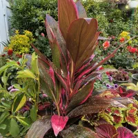 گل اپارتمانی کردلین سورتی بادوام لطفا ورق بزن