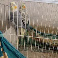 عروس هلندی دستی وسخنگو وسالم|پرنده|مشهد, شیرحصار|دیوار