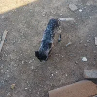 توله سگ|سگ|ماهدشت, |دیوار