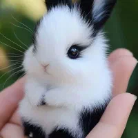 چشم اشکی مینیاتورلوپ‌مینی‌فانتزی خونگی واکسن زده