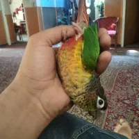 طوطی گریچینگ گم شده خ اخلاقی|حیوانات|کرمان, |دیوار