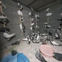 کفتر|پرنده|جم, |دیوار