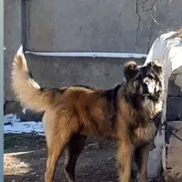 سگ سرابی