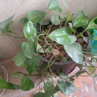 گل وگلدون|گل و گیاه طبیعی|یاسوج, |دیوار