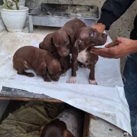 توله سگ شکاری نژاد دار مخصوص دنبلان|سگ|مینودشت, |دیوار