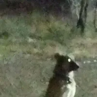 سگ سرابی|سگ|قره پشتلو, |دیوار