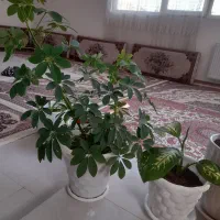 دو عدد گل باهم|گل و گیاه طبیعی|قرچک, باقرآباد|دیوار