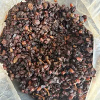 فروش کشمش افتابی
