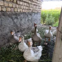 غاز جوان