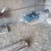 20تا کبوترشهری خوشرنگ|پرنده|برازجان, |دیوار