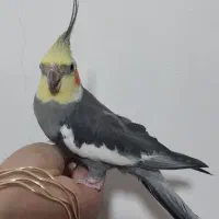 عروس هلندی|پرنده|الیگودرز, |دیوار