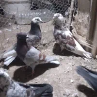 پرنده
