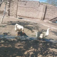 قوغاز یک جفت نرماده تخمگذار