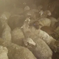 ۵۰ رس بره نر بفروش میرسد