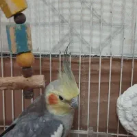 عروس هلندی