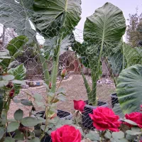 فروش بابا آدم.|گل و گیاه طبیعی|فومن, |دیوار