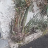 درخت نخل و درخت یوکا|گل و گیاه طبیعی|رشت, عینک|دیوار