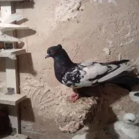 سرته|پرنده|خرمآباد, |دیوار