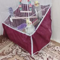 دو عروس هلندی نر
