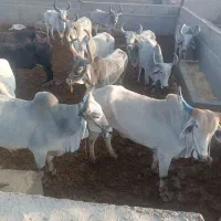 فروش و خرید گوساله