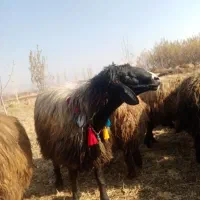 بران جوان یک خرت