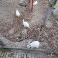 خرگوش سفید چشم قرمز|موش و خرگوش|بهشهر, |دیوار